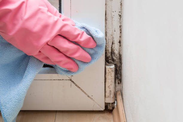 Why You Should Choose Our Mold Remediation Services in Monroeville, AL